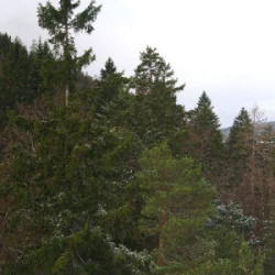 Webcam Toni-Seelos-Schanze / Seefeld - Rosshütte